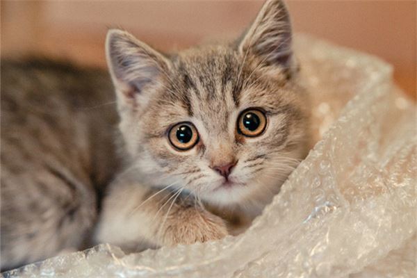 夢見小奶貓_周公解夢