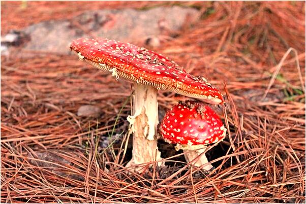 夢見親人耳朵腫了怎么說_周公解夢官網