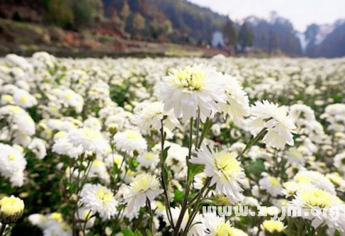 夢見一片菊花田