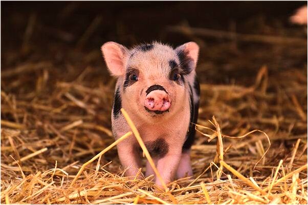 夢到了和自己喜歡的人親密接觸的預兆_周公解夢官網