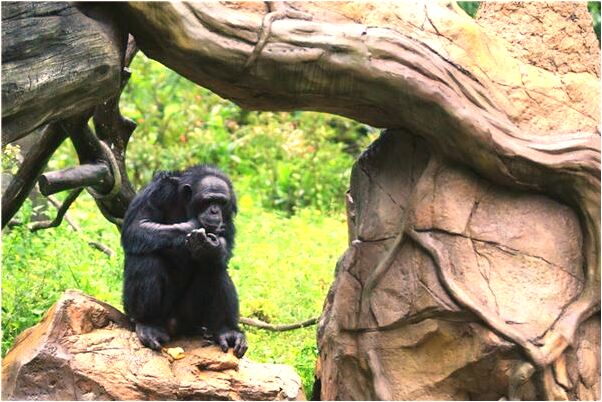 夢到了豬和兔子有什麼預示嗎_周公解夢官網