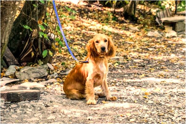 夢到了被蜜蜂刺是好的徵兆嗎_周公解夢官網