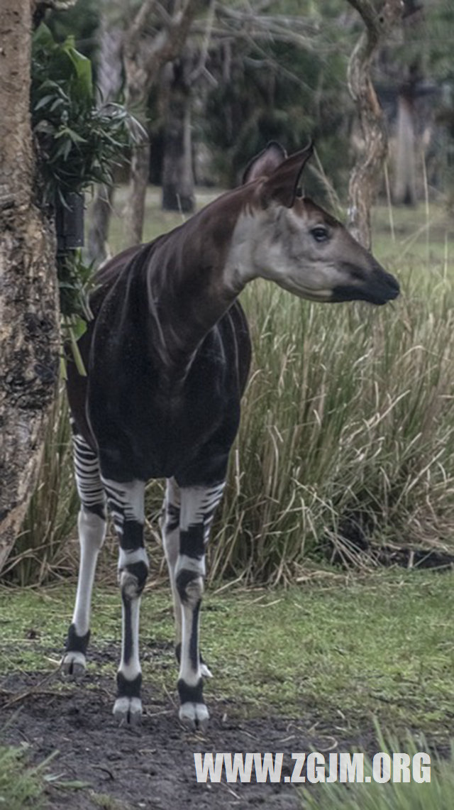 夢見結婚和辦喪事一起_周公解夢夢到結婚和辦喪事一起是什麼意思_做夢夢見結婚和辦喪事一起好不好_周公解夢官網