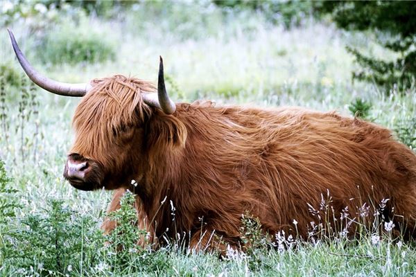 鼠年過去是什麼生肖_十二生肖