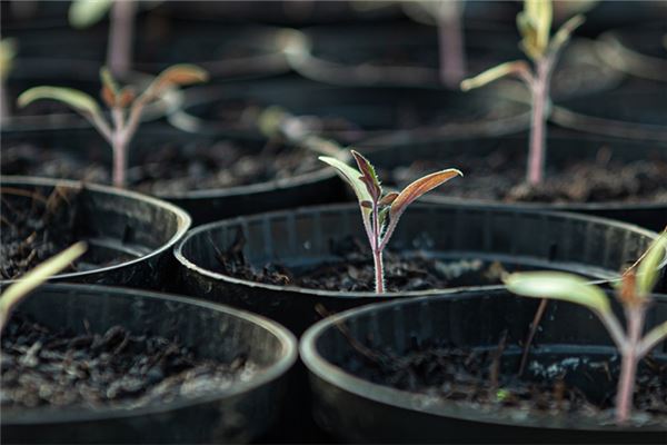 夢見樹苗意味著什麼_周公解夢