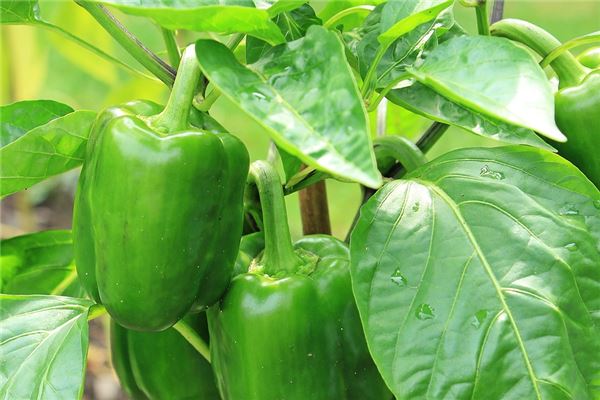 夢見青椒_周公解夢