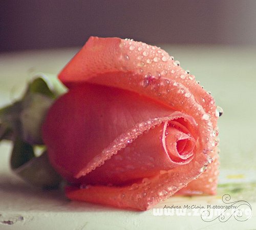 12星座如何擺脫舊情羈絆_十二星座