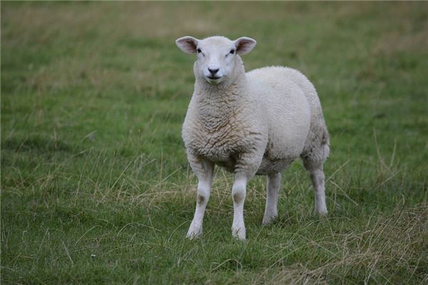 6月出生的羊性格狀況_十二生肖
