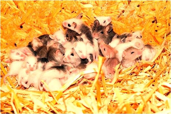 夢到了兒子走失又找回來了代表什麼_周公解夢官網