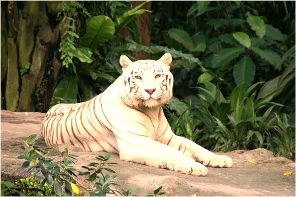 夢見嫁給不愛的人的預兆_周公解夢官網