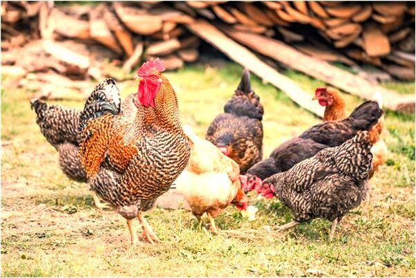 夢到賣蛋糕還有錢怎么說_周公解夢官網