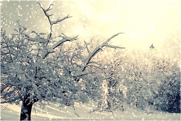 夢見地上長出禾苗甘庶意味著什麼_周公解夢官網