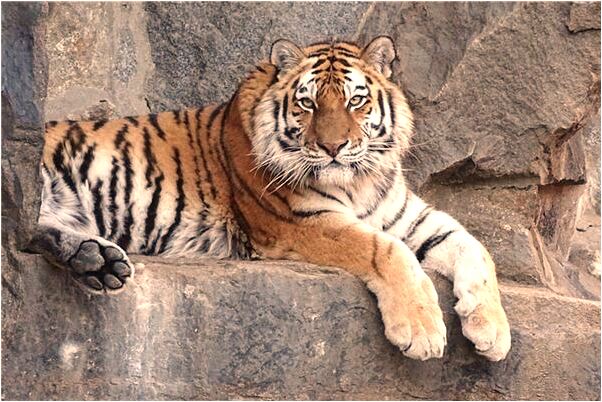 夢到白色大鳥預兆了什麼嗎_周公解夢官網