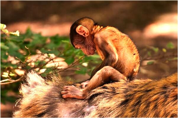 夢到了很多條蛇咬我什麼寓意_周公解夢官網
