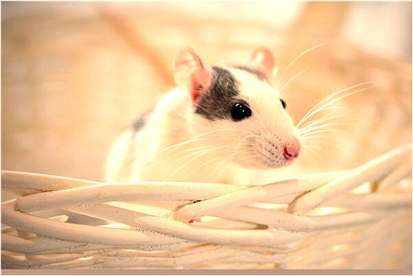 夢到了夢有人結婚是什麼兆頭_周公解夢官網