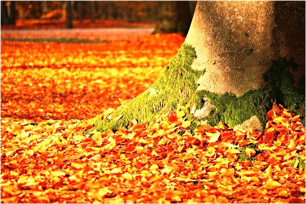 夢到了要回自己的鞋子意味著什麼_周公解夢官網