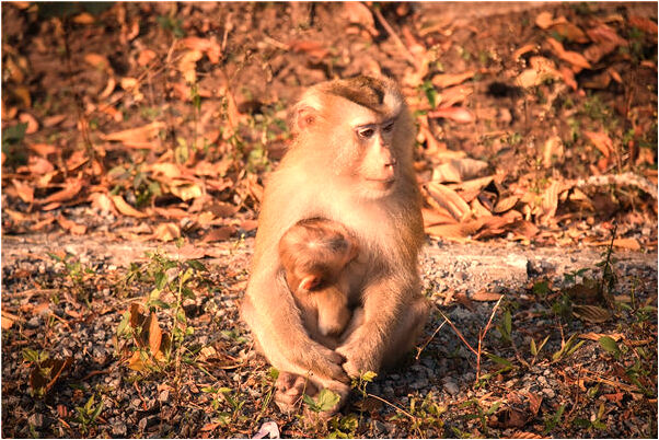 夢見自己咬雙頭蛇的預兆_周公解夢官網