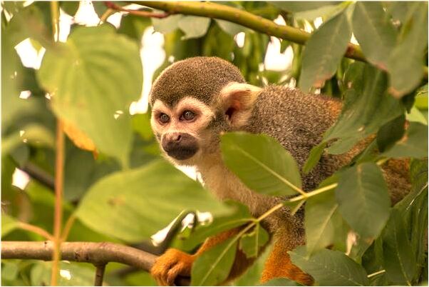 夢見嶄黃莽是什麼徵兆_周公解夢官網