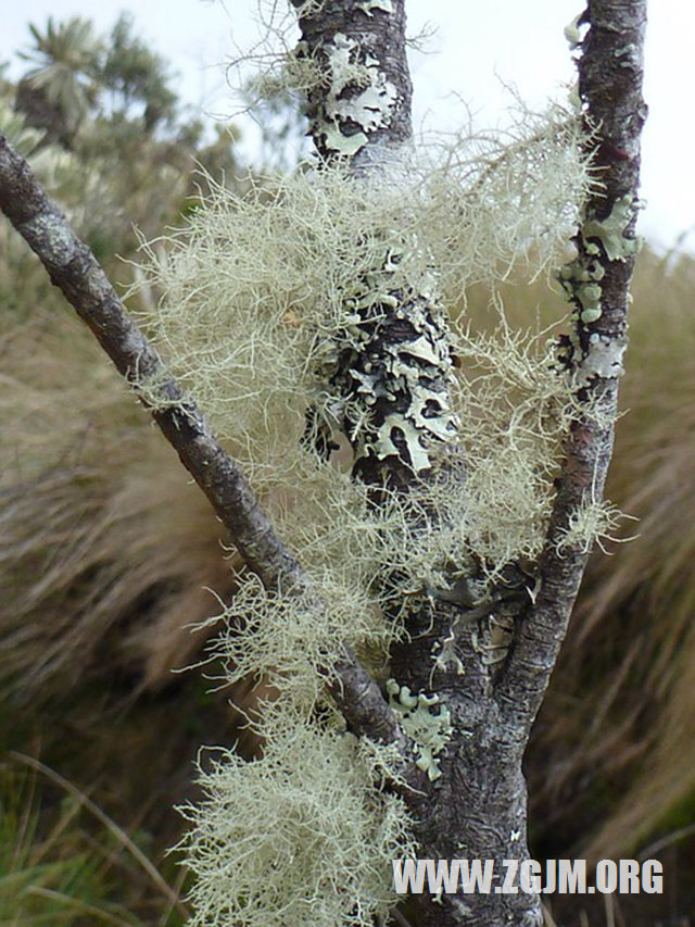 夢見豬圈和豬糞_周公解夢夢到豬圈和豬糞是什麼意思_做夢夢見豬圈和豬糞好不好_周公解夢官網