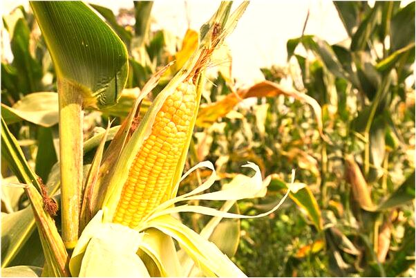 夢到小溪漲水有什麼意義嗎_周公解夢官網