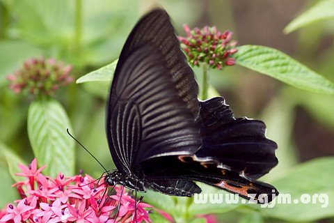 Dream of the black butterfly