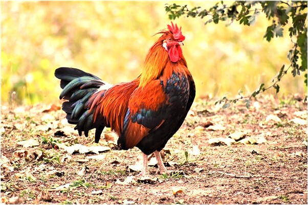 夢見初戀情人及他的妻兒代表著什麼_周公解夢官網