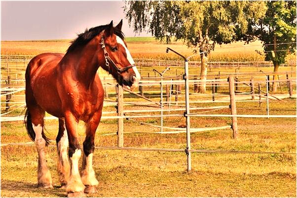夢到司法考試我屢考不過是好的徵兆嗎_周公解夢官網