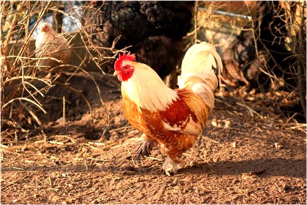 夢到調和飯啥意思_周公解夢官網