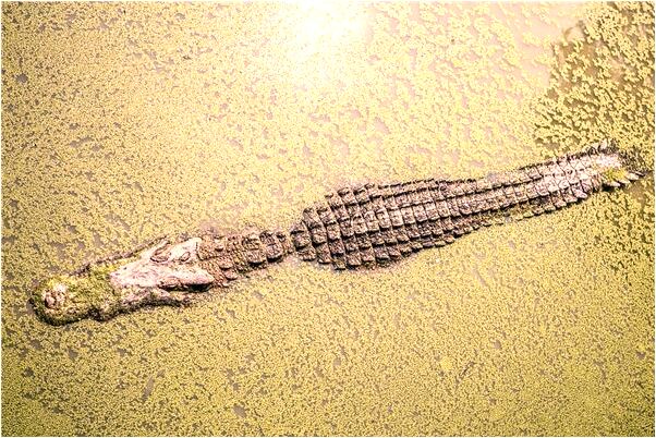 夢到吃麵和雞蛋怎么回事_周公解夢官網