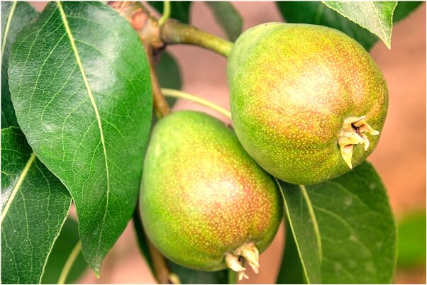 夢到人被削去臉皮是什麼意思_周公解夢官網