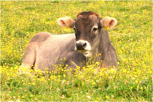 夢到我不和他結婚他要非禮我有什麼徵兆_周公解夢官網