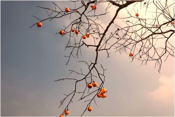 夢見已故父親出殯代表著什麼？_周公解夢官網