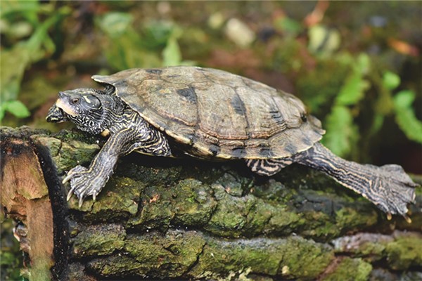 夢到烏龜入藥啥意思_周公解夢
