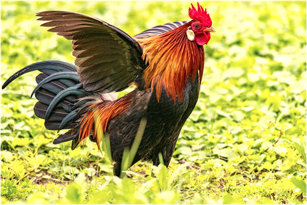 夢見多頭怪物追有什麼含義_周公解夢官網