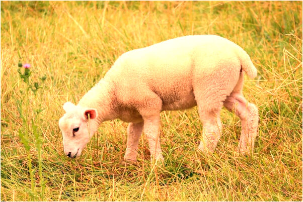 夢見從瀑布掉下去什麼寓意_周公解夢官網