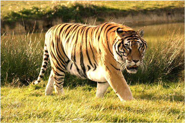 夢見偶像了是不是好的徵兆呢_周公解夢官網