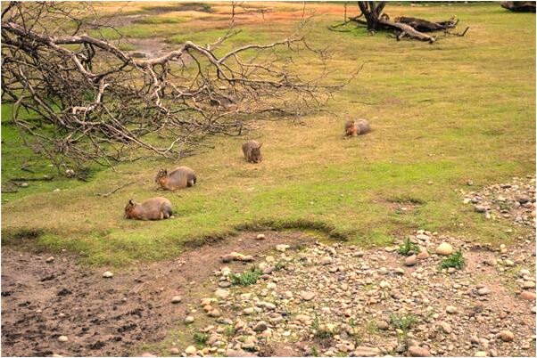 夢見在床上別人幫我醫治肛門怎么回事_周公解夢官網