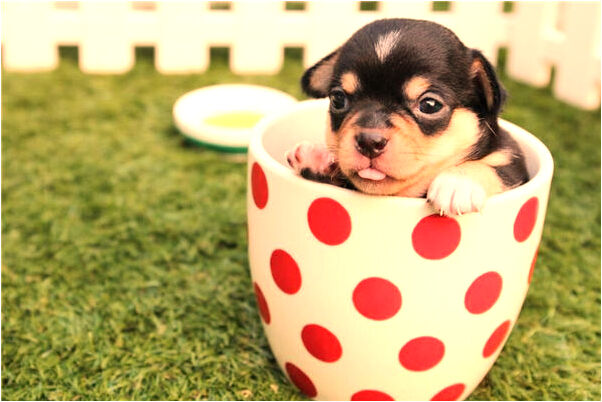 夢見鋼筆壞了有什麼說法_周公解夢官網