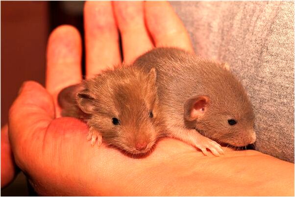 夢見我和別人槍戰殺人是好是壞_周公解夢官網