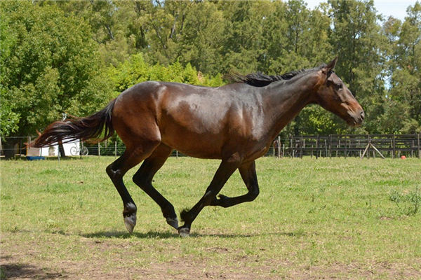 2002年屬馬的人好不好_十二生肖