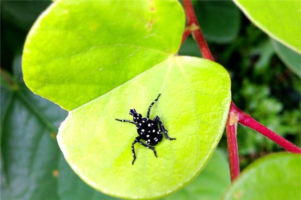 夢到了蟲孑會是什麼預兆_周公解夢