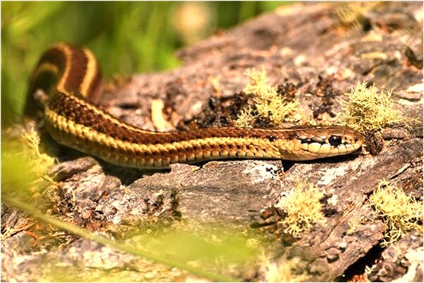 夢見紅菊花預示了什麼_周公解夢官網