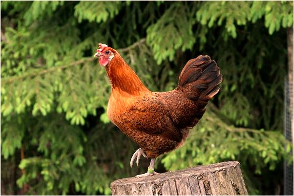 夢到了很想和男人做愛意味著什麼_周公解夢官網