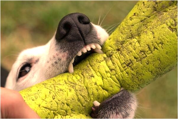 夢到了抓住一小孩變成小貓死了是什麼兆頭_周公解夢官網