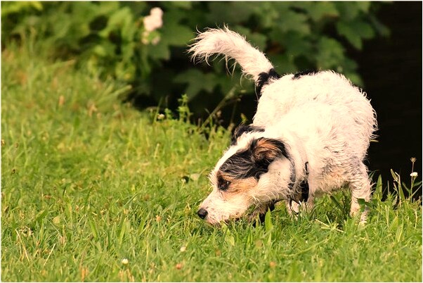 夢到了兒子得了精神病是什麼預兆？_周公解夢官網