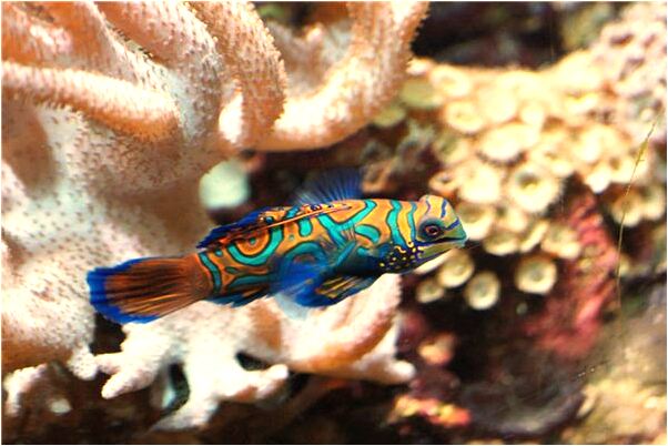 夢到自己腸穿肚爛會是什麼預兆_周公解夢官網