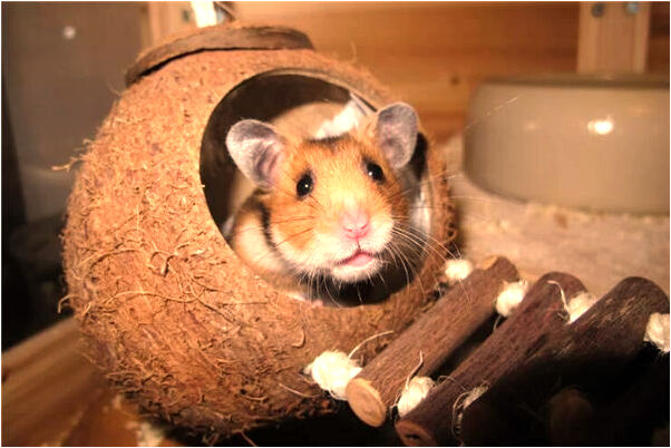 夢見死去公公回家燈打不開啥意思_周公解夢官網