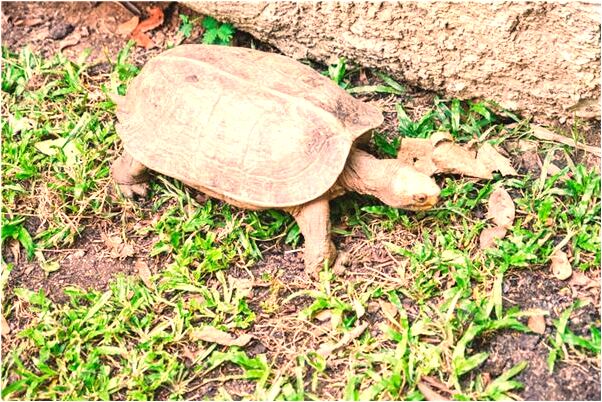 夢到了偷銀項鍊是什麼兆頭_周公解夢官網