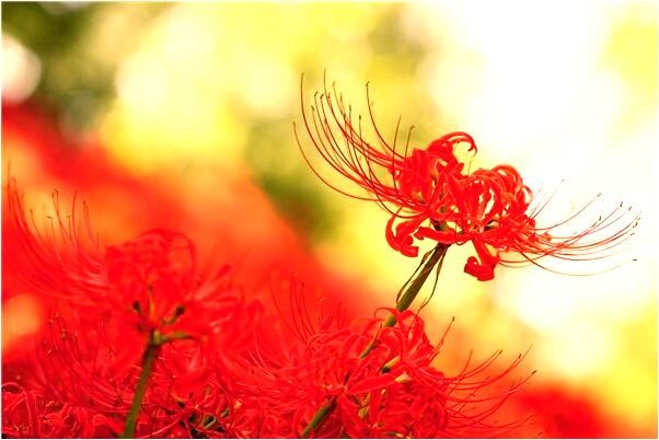 夢到紅包死人怎么樣_周公解夢官網