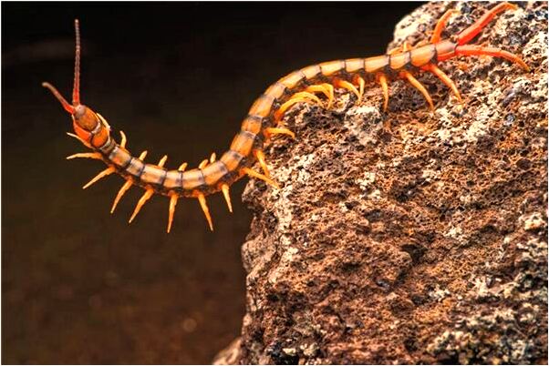 夢見燒香拜墳預示了什麼_周公解夢官網